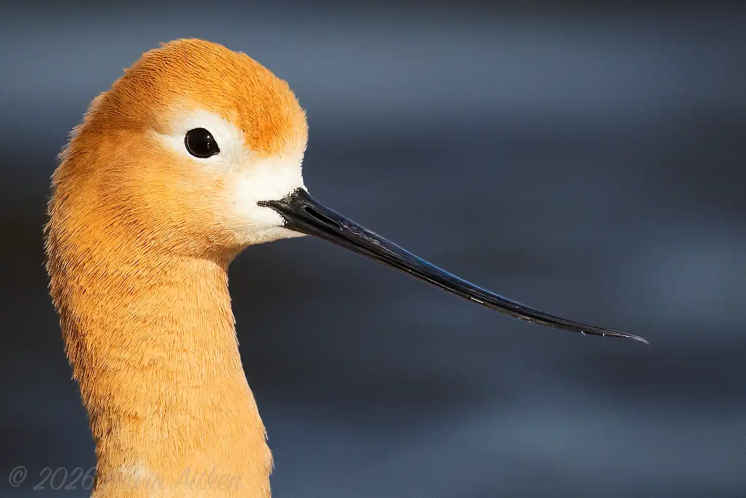 Avocet (Recurvirostra americana) portrait, male.