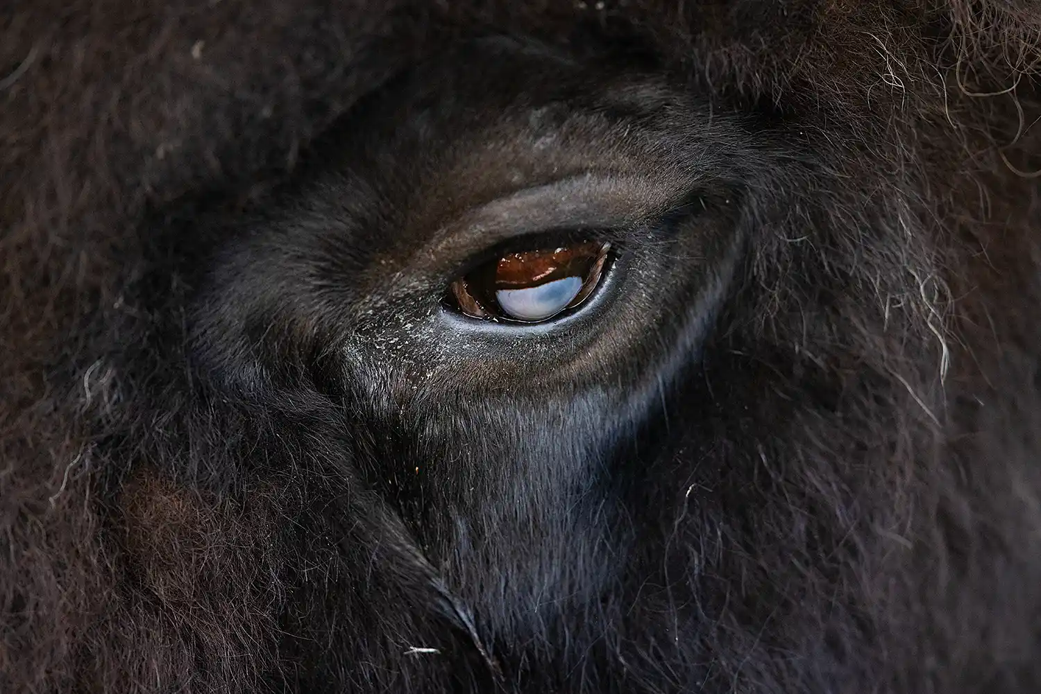Plains Bison (Bison bison bison) bull eye detail.