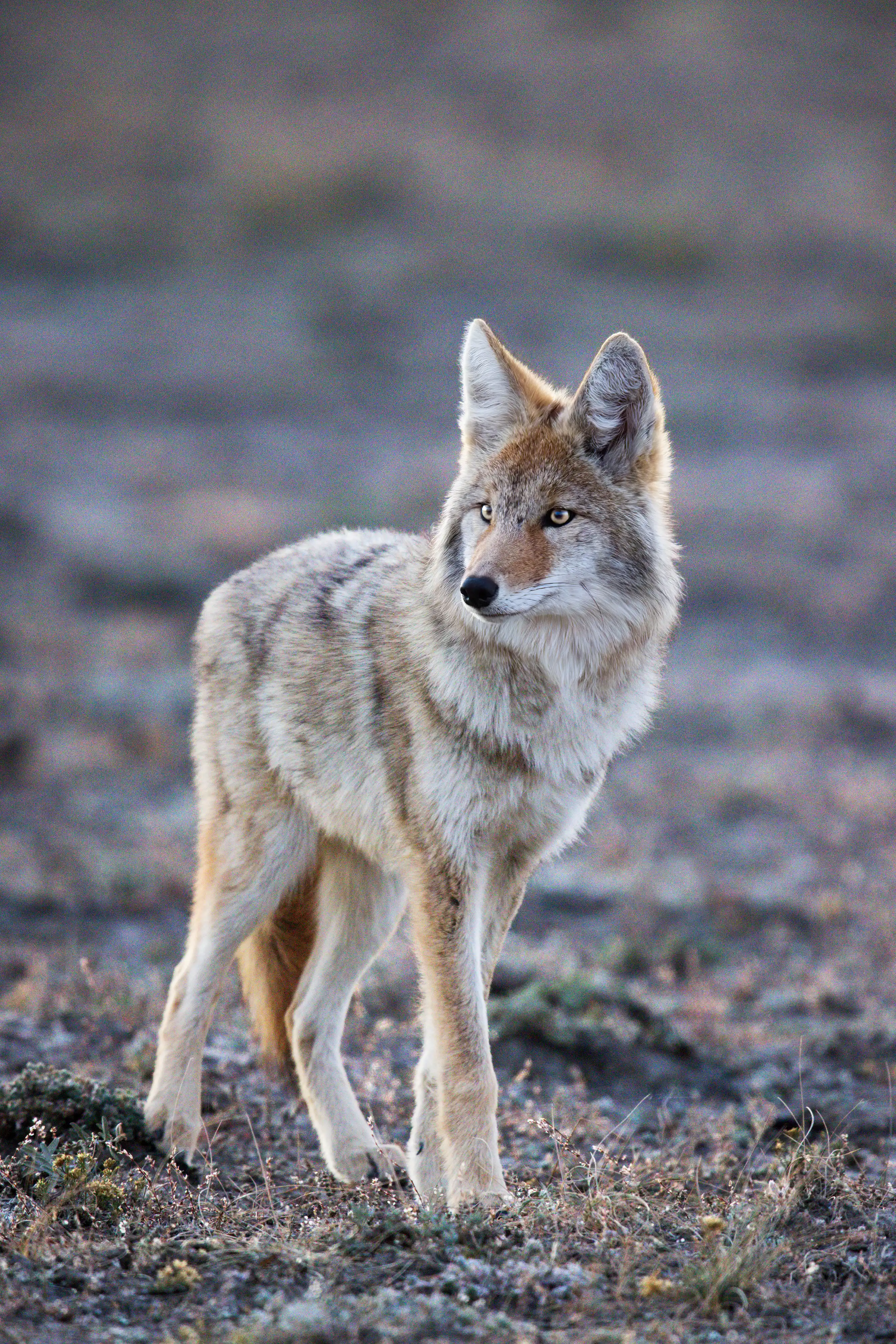Coyote (Canis latrans) pup, 6-8 months old, in a prairie dog colony at dusk.