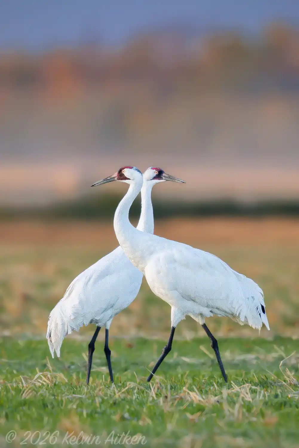 Whooping Crane (Grus americana) pair at sunrise.