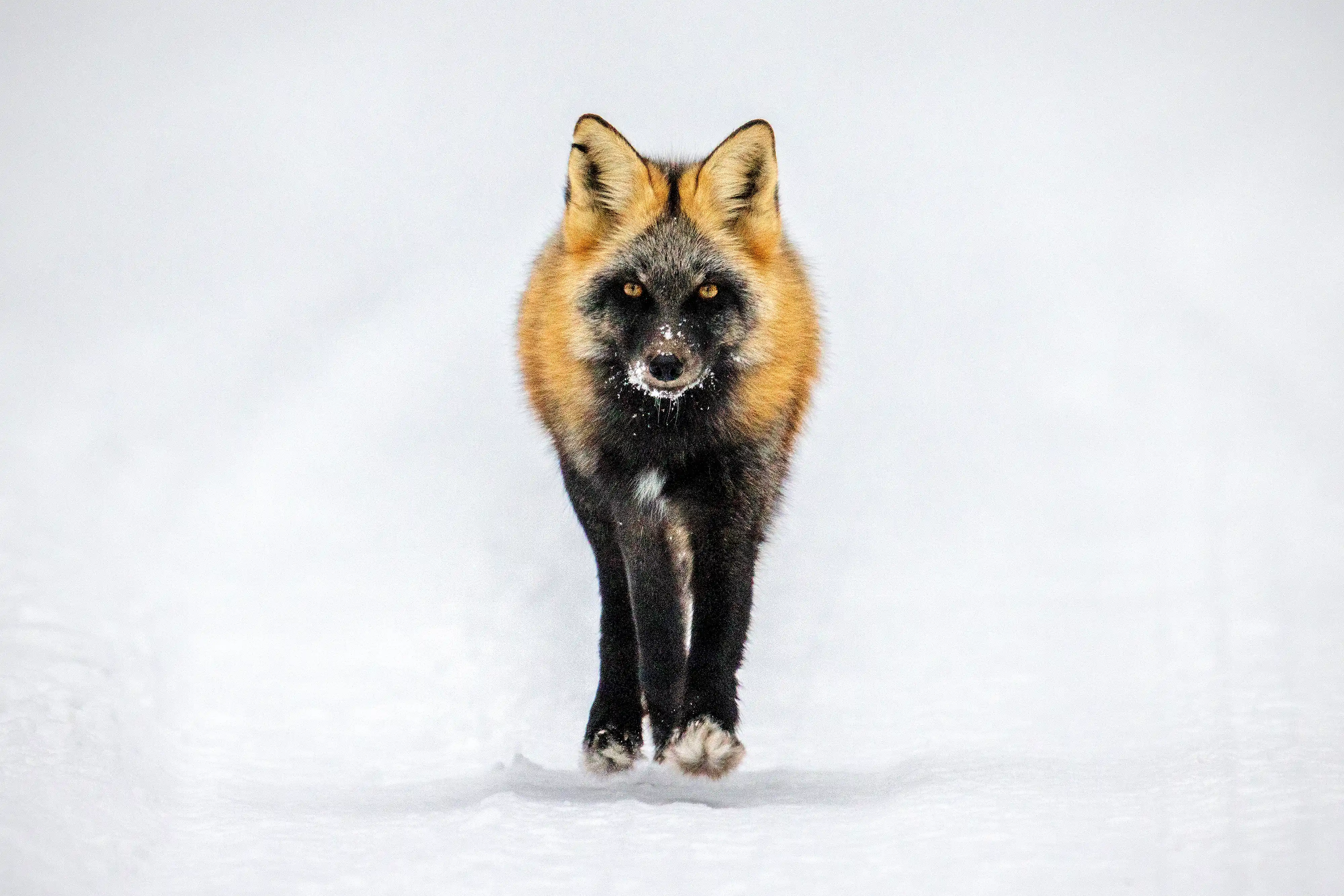 Cross Fox (Vulpes vulpes) walking on a snow covered track.