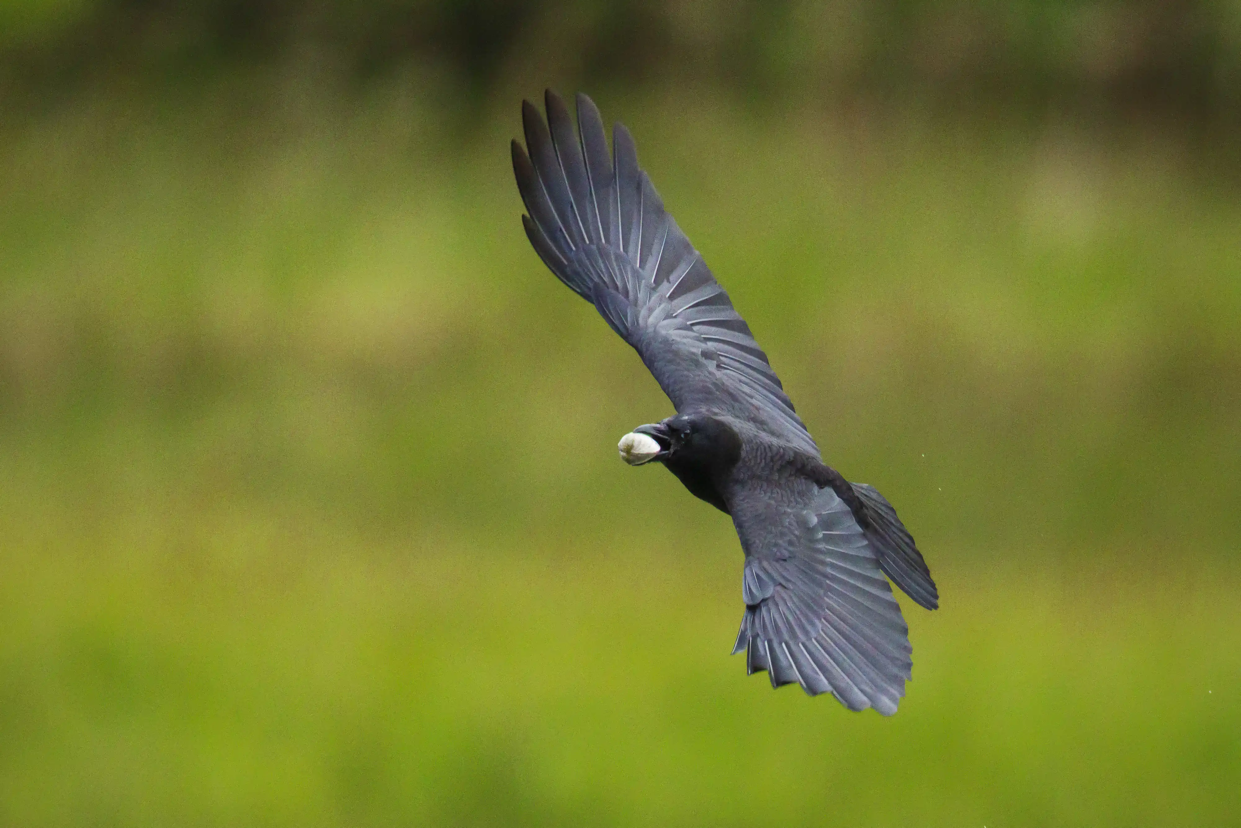 Crow (Corvus brachyrhynchos) holding a Butter Clam (Saxidomus gigantea) in its beak, flying up to drop it on rocks to open the thick shell.