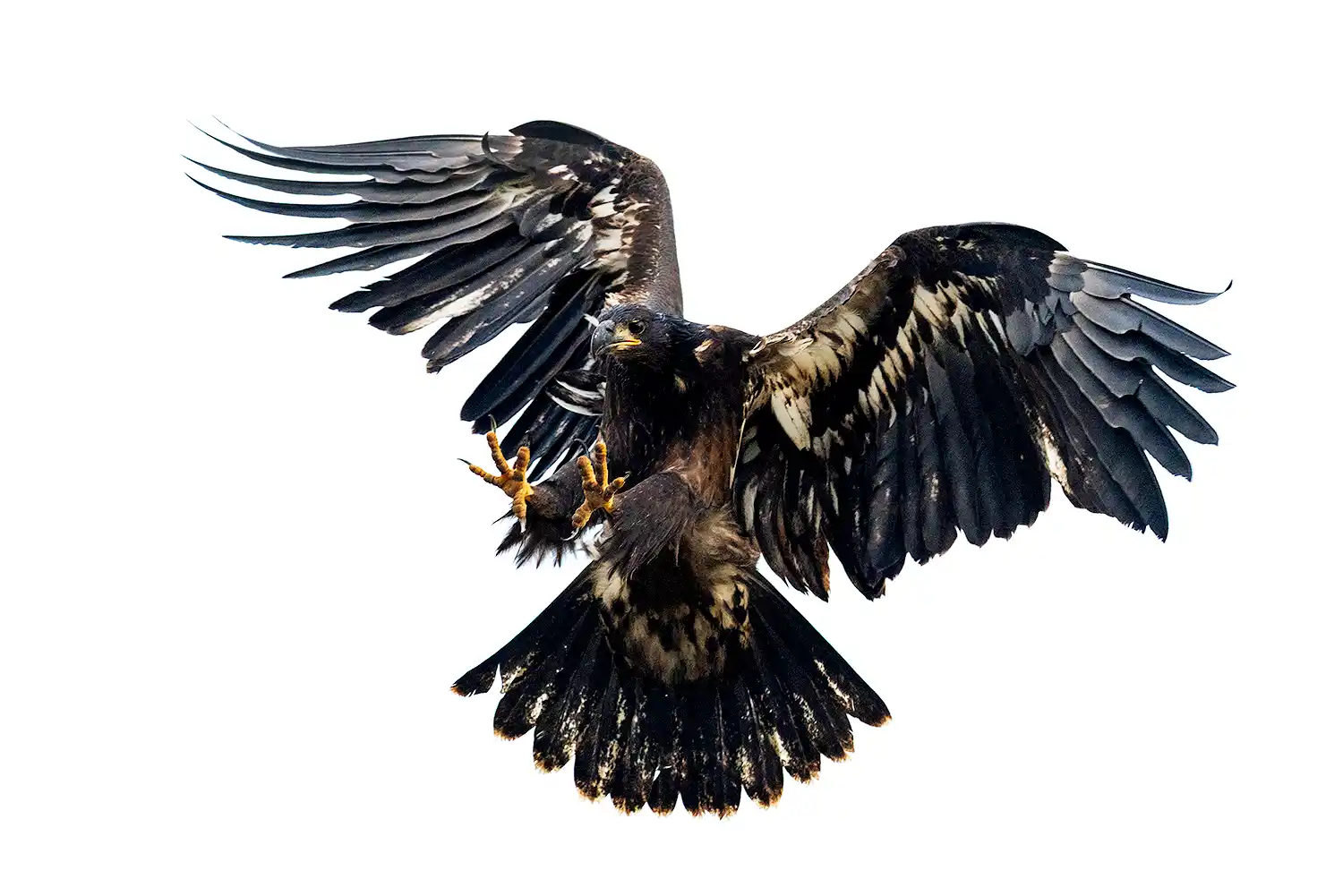 Bald Eagle (Haliaeetus leucocephalus) juvenile in flight with claws extended.