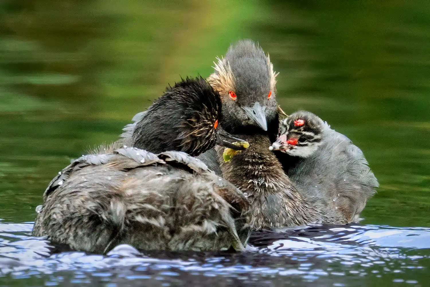Eared Grebe (Podiceps nigricollis) father delivering a dragonfly larvae to its chick, which is riding on its mother's back.