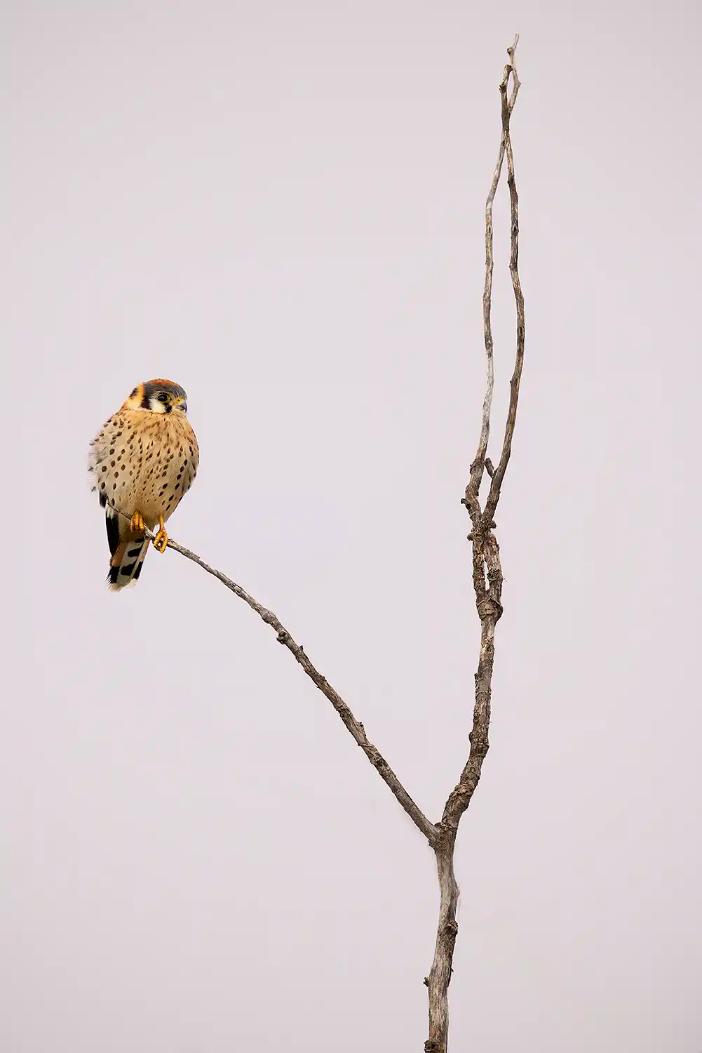 Kestrel (Falco sparverius) at sunrise..