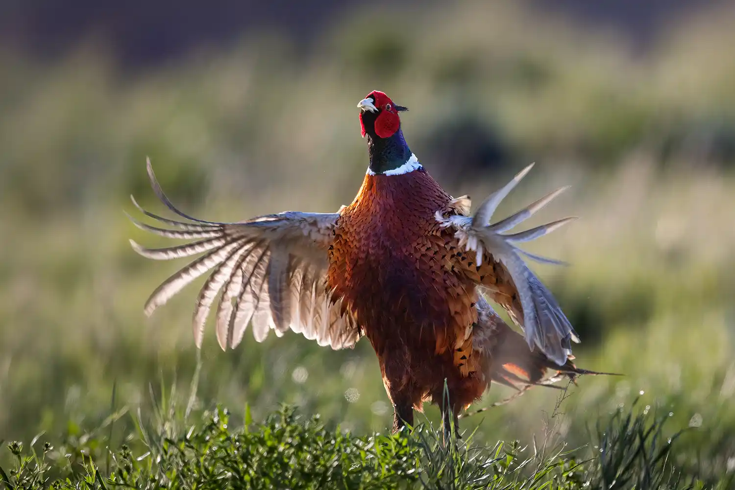 Ring-necked Pheasant (Phasianus colchicus) male wing-whirring in a territorial display to challenge and ward off other males and to attract females.