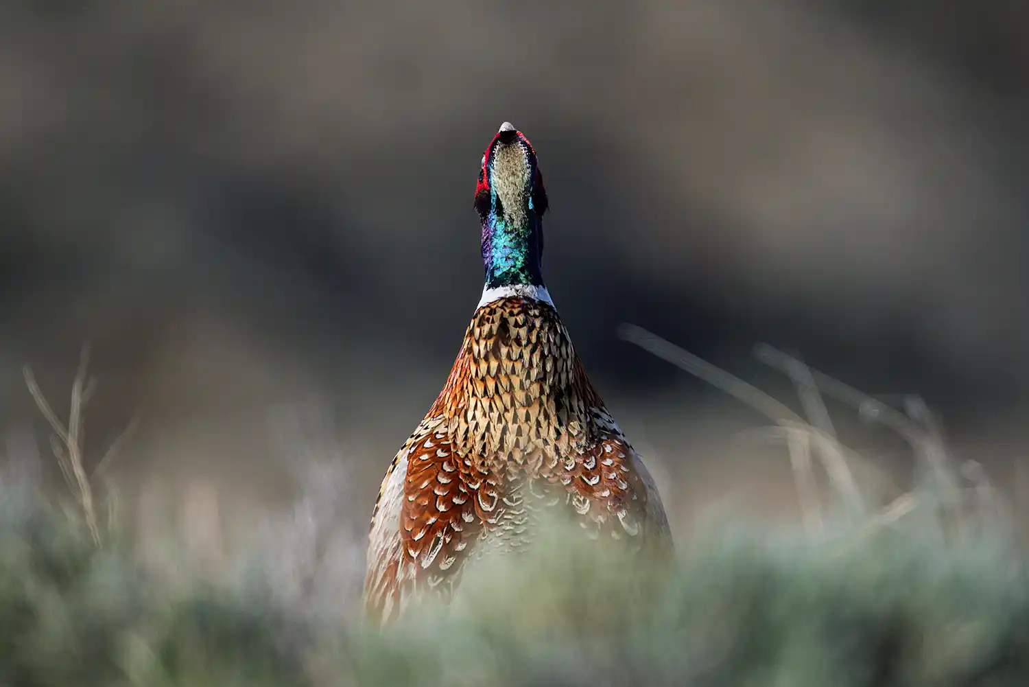 Ring-necked Pheasant (Phasianus colchicus) male crowing during a territorial display.