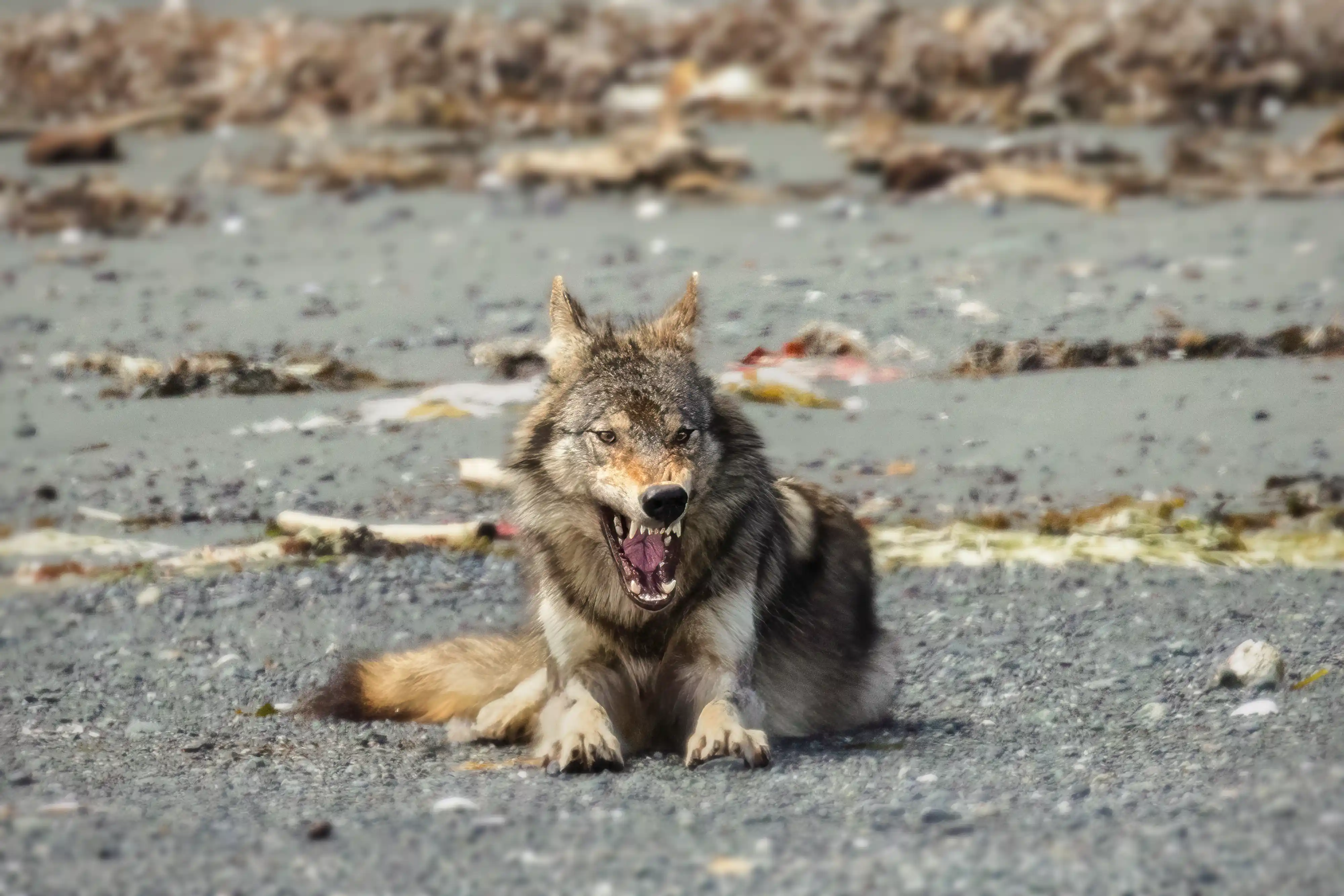 Coastal Sea Wolf (Canis lupus crassodon) resting, and yawning, on an island beach.
