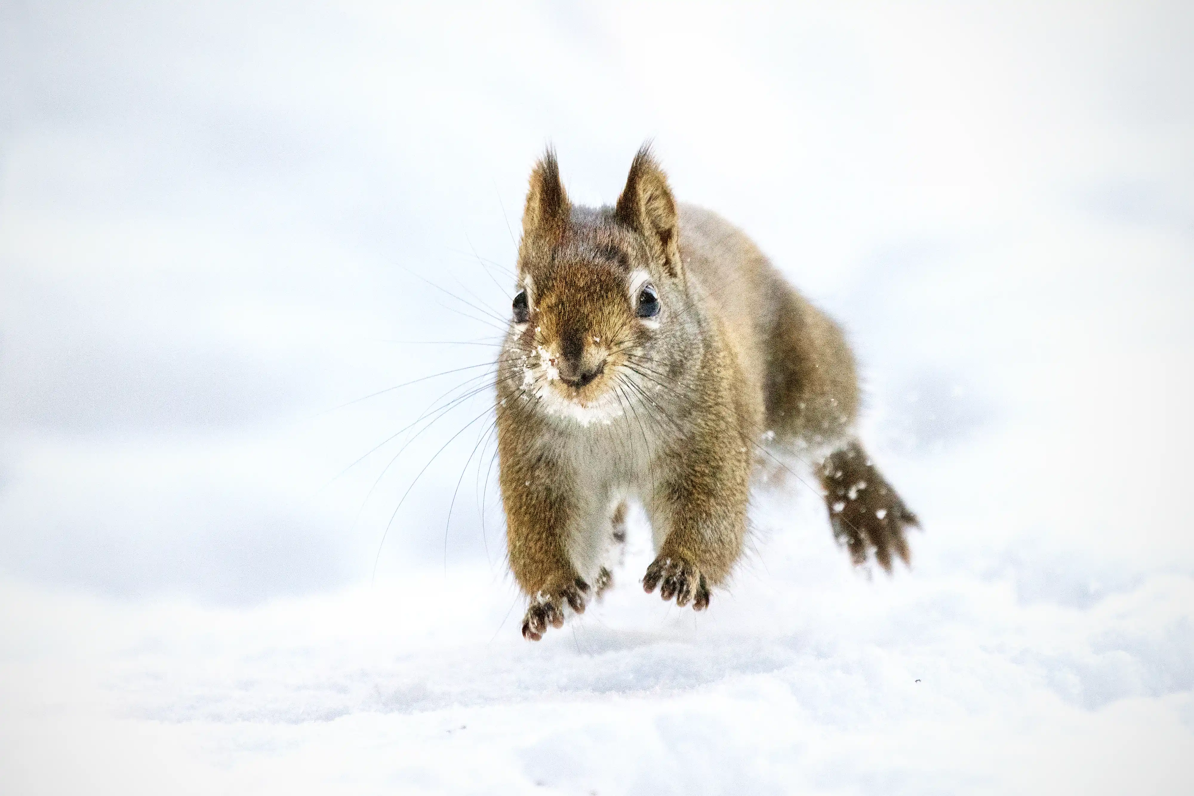 Red Squirrel (Tamiasciurus hudsonicus) running across snow.