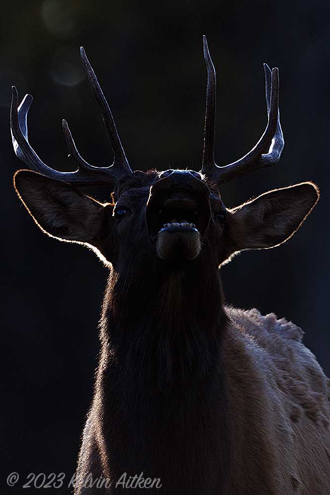 Backlit bull elk silhouette