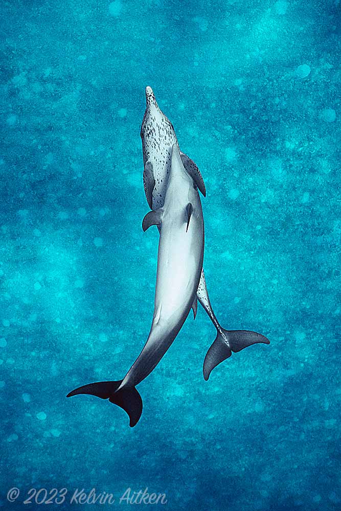 Atlantic Spotted Dolphins (Stenella frontalis) Mother and calf swimming upside down over sandy sea bed