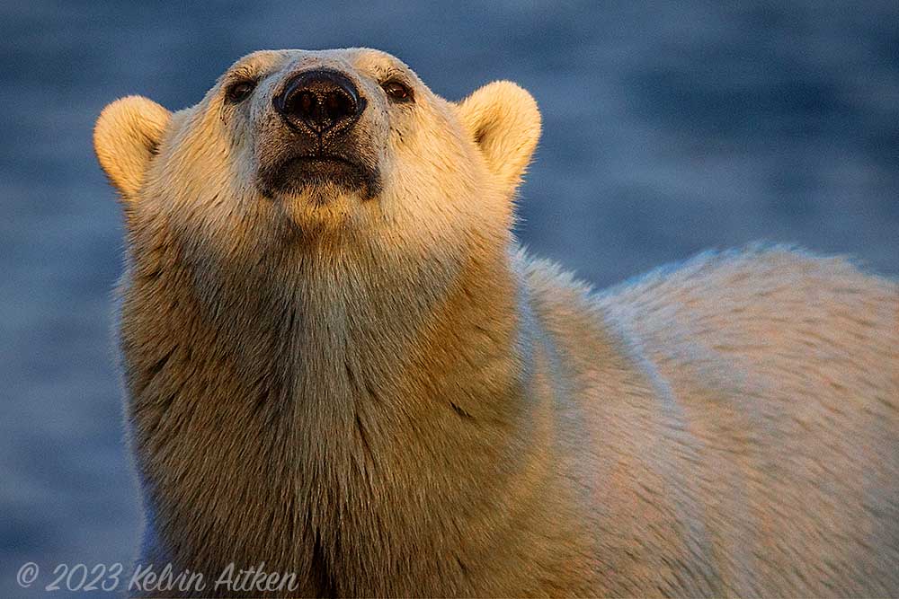 Polar bear portrait at sunset