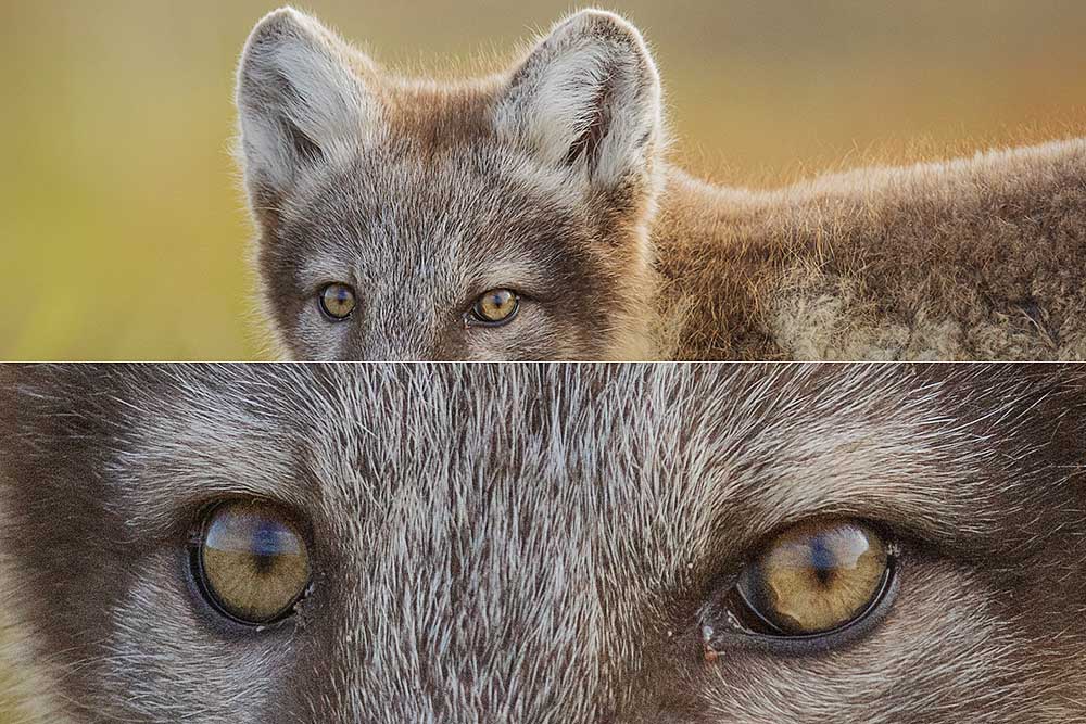 Fox portait showing sharpness of eyes with teleconverter use