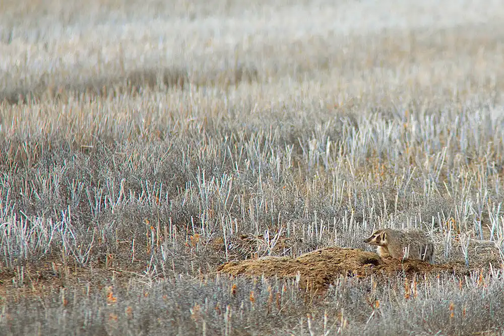 North American Badger (Taxidea taxus) Female at entrance of burrow in harvested barley field.