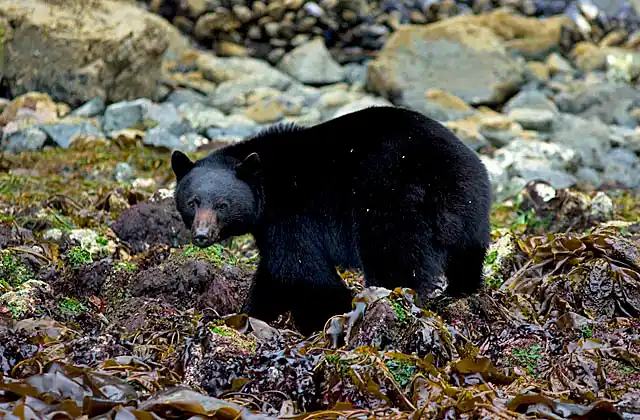 American Black Bear (Ursus americanus) foraging for marine invertebrates under rocks and kelp on shoreline.