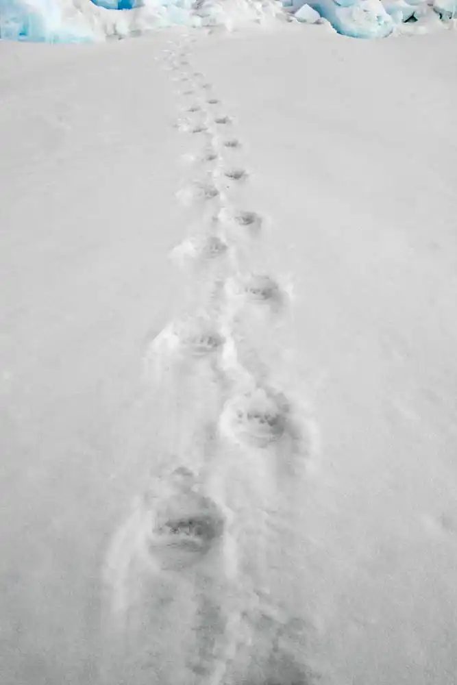 Polar Bear (Ursus maritimus) footprints in snow on sea ice.