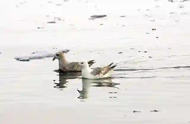 Northern Fulmars (Fulmarus glacialis) Adult and juvenile colour forms.