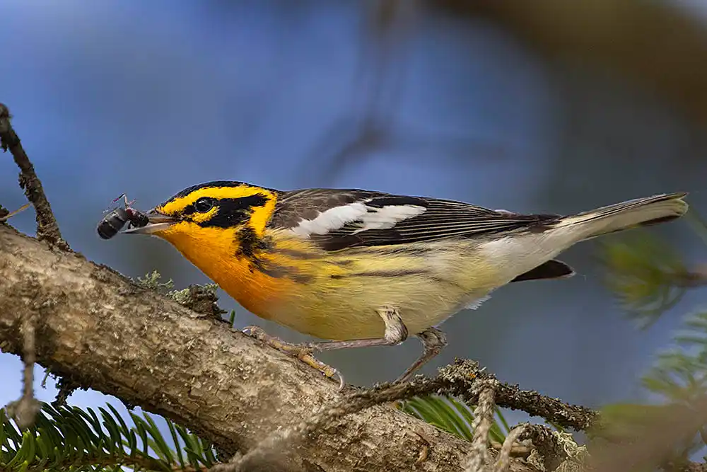  Blackburnian Warbler (Setophaga fusca) feeding on insect.