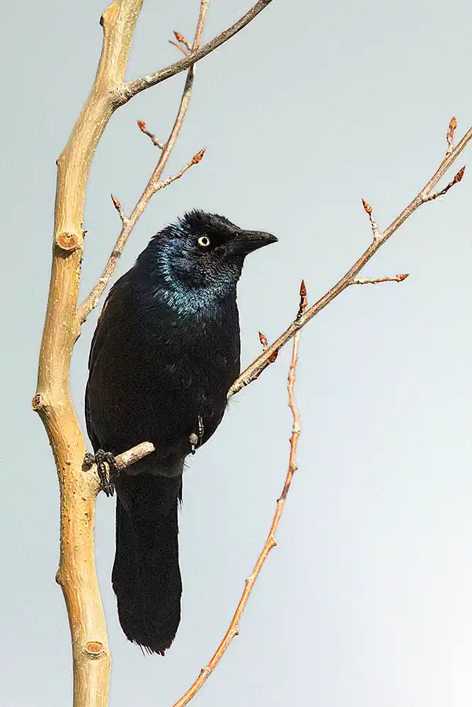 Common Grackle (Quiscalus quiscula)
