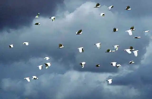 Sulphur-crested Cockatoos (Cacatua galerita)