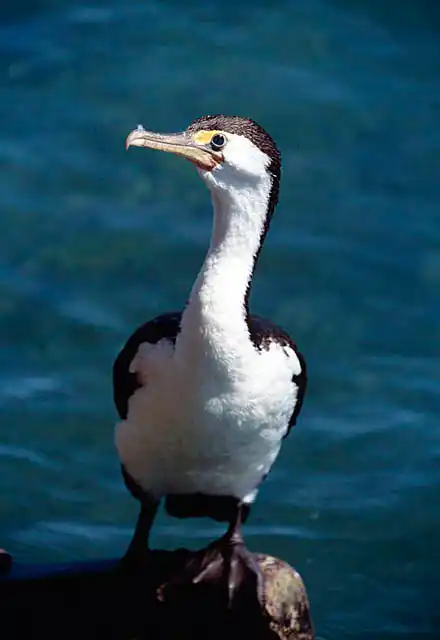 Pied Cormorant (Phalacrocorax varius)
