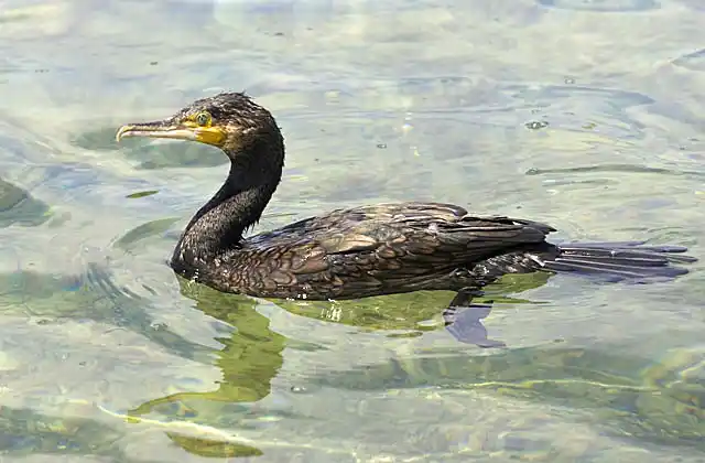 Great Black Cormorant (Phalacrocorax carbo)