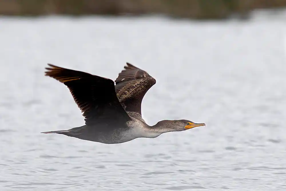 Double-crested Cormorant (Phalacrocorax auritus) juvenile with light coloured underside  in young birds.