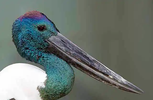 Black-necked Stork (Ephippiorhynchus asiaticus)