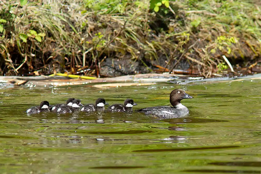 Goldeneye (Bucephala clangula) female with ducklings swimming along lake shore.