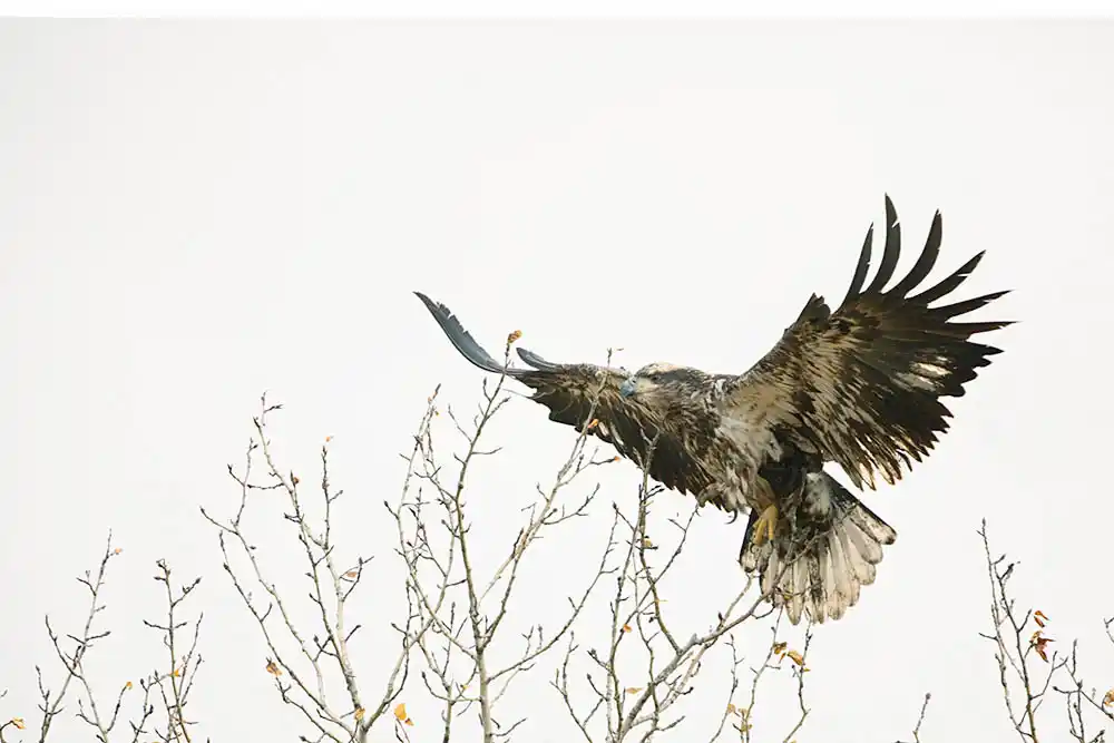 Golden Eagle (Aquila chrysaetos) landing on tree branch.