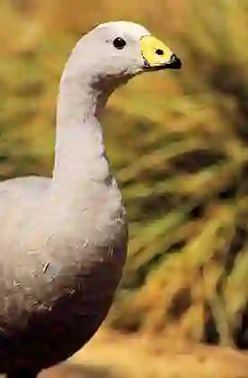 Cape Barren Goose (Cereopsis novaehollandiae) Protected species.