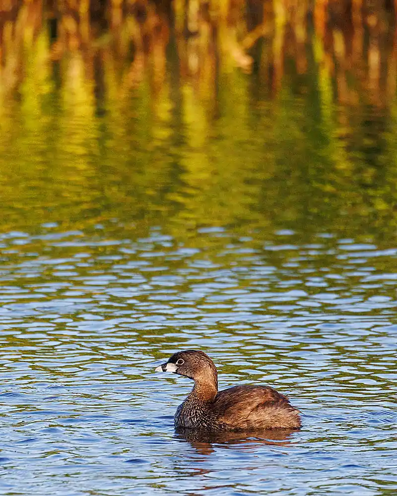 Pied-billed Grebe (Podilymbus podiceps)