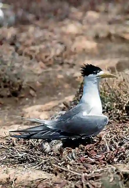 Crested Tern (Sterna bergii) with chick on nest.