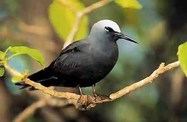 White Capped Noddy (Anous minutus)