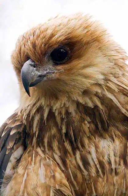 Whistling Kite (Haliastur sphenurus)