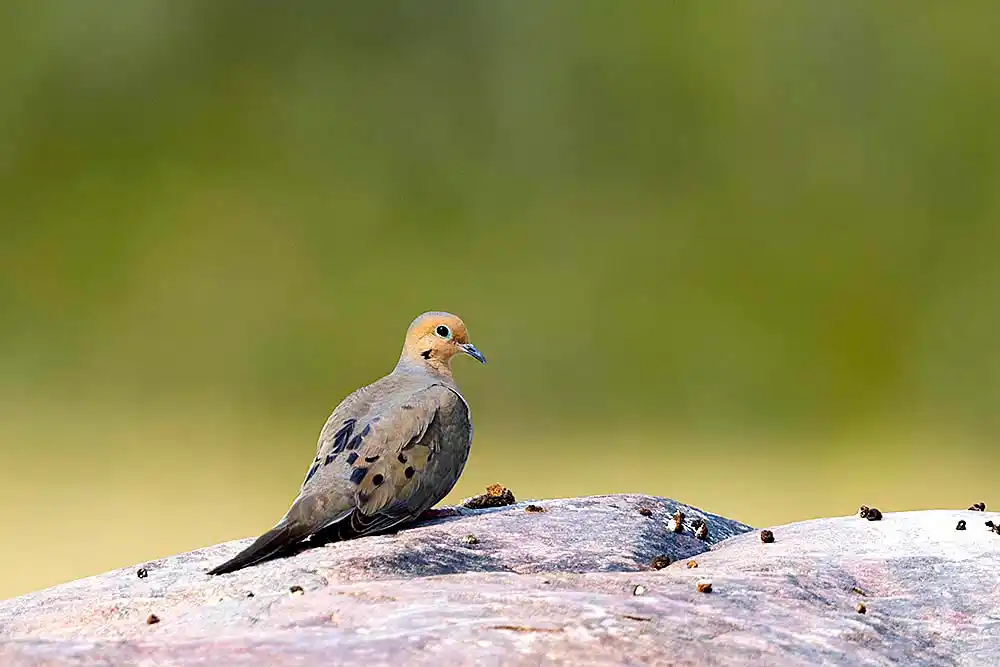 Mourning Dove (Zenaida macroura)