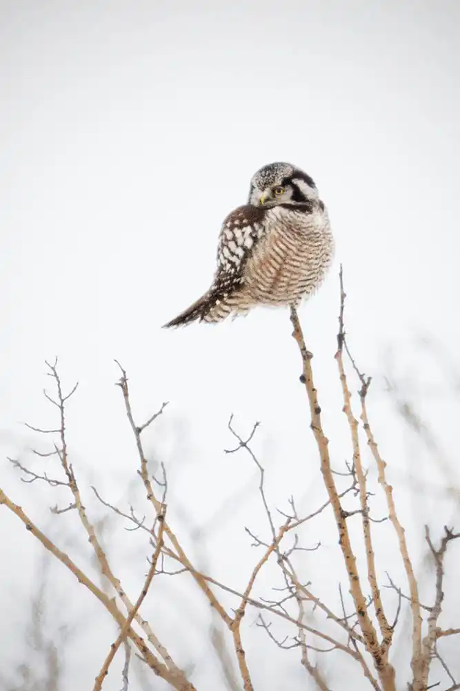 Northern Hawk Owl (Surnia ulula)