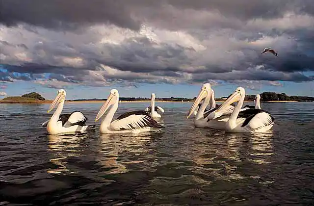 Australian Pelicans (Pelecanus conspicillatus)