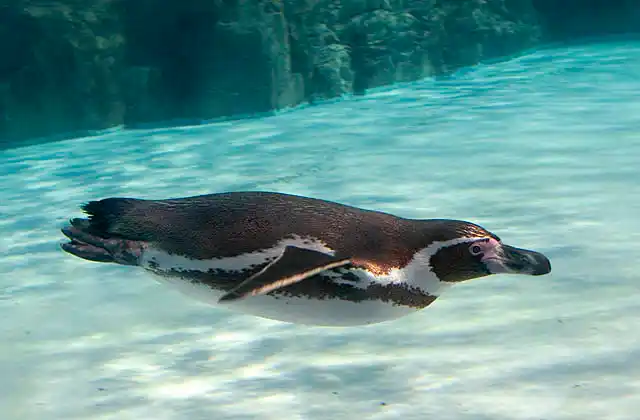 Humboldt Penguin (Spheniscus humboldti) swimming underwater.