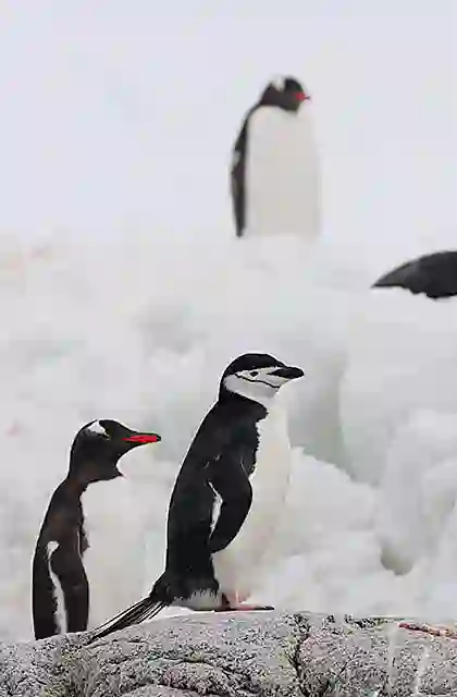 Chinstrap Penguin (Pygoscelis antarctica) in colony of  Gentoo Penguins (Pygoscelis papua)