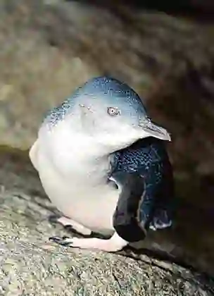 Fairy Penguin (Eudyptula minor novaehollandiae)