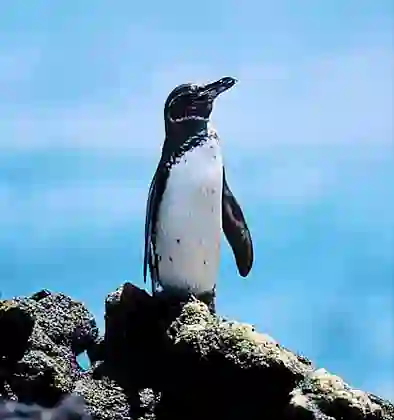 Galapagos Penguin (Spheniscus mendiculus) Only penguin to live and breed in the northern hemisphere.