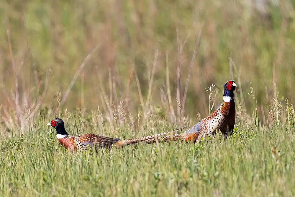 Ring-necked Pheasant (Phasianus colchicus) males.