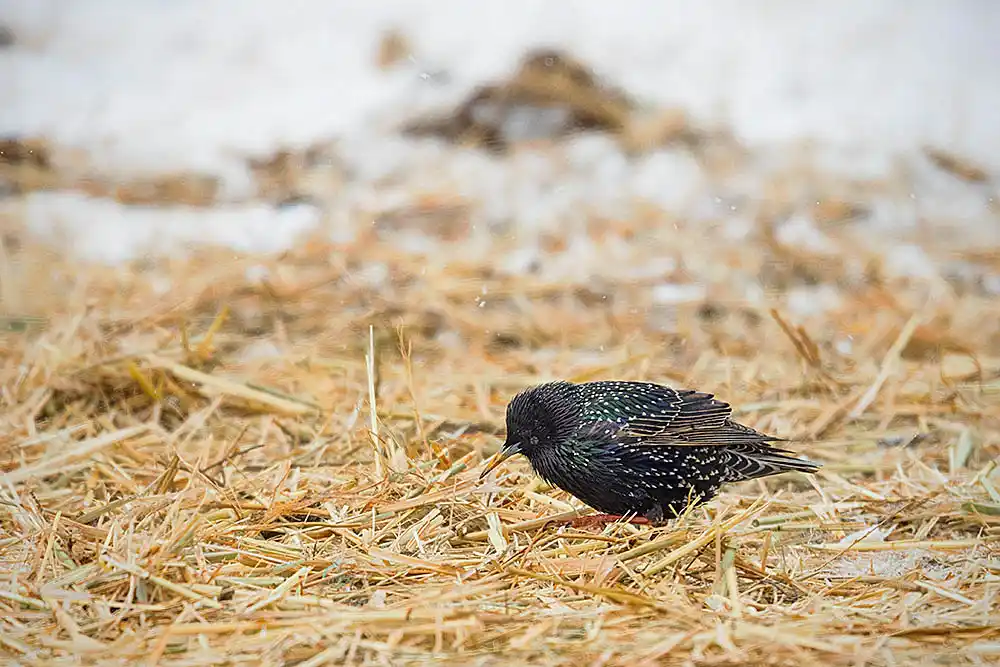 Common Starling (Sturnus vulgaris) feeding on seeds and insects found in hay put out to feed cattle.