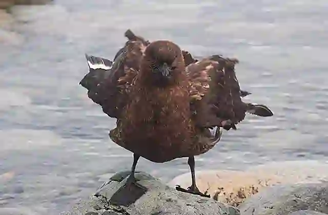 Great Skua (Stercorarius skua)