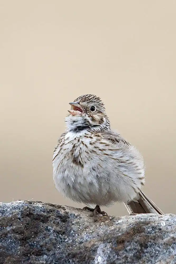 Song Sparrow (Melospiza melodia)