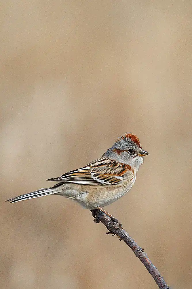 Chipping Sparrow (Spizella passerina)