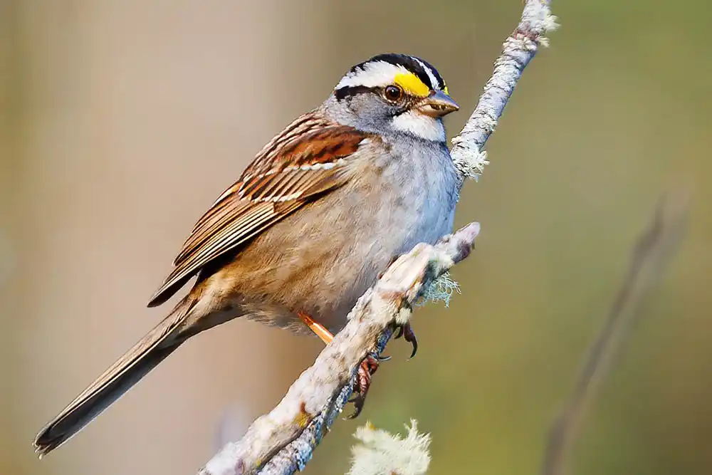 White-throated Sparrow (Zonotrichia albicollis)