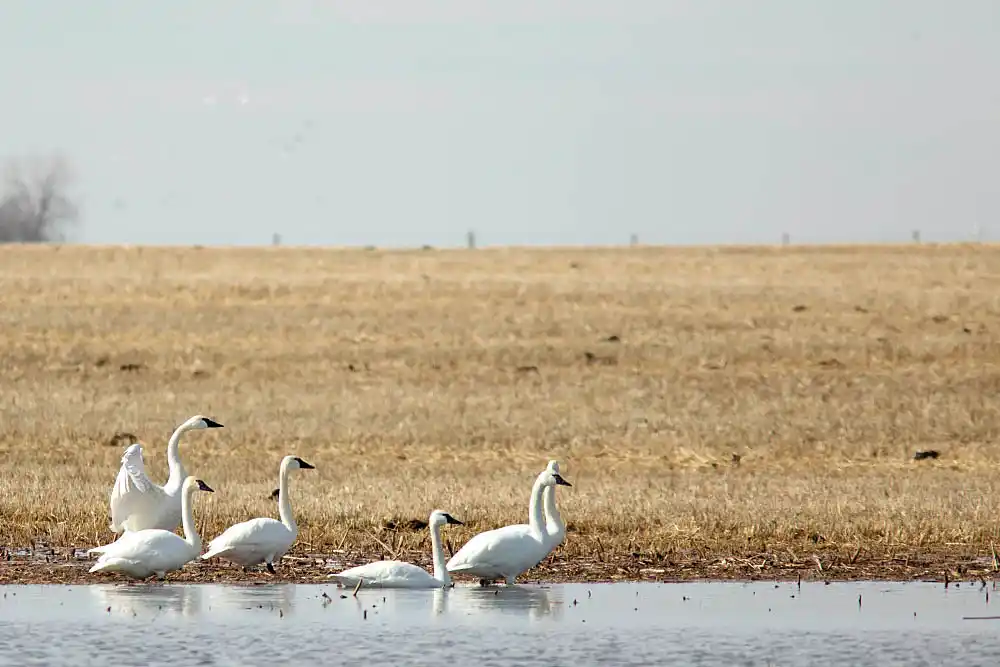 Tundra Swan (Cygnus columbianus) Flock resting on slough edge during northern migration.
