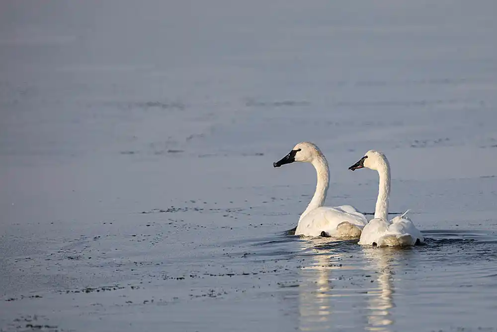 Trumpeter Swan (Cygnus buccinator) pair on lake during southern migration.